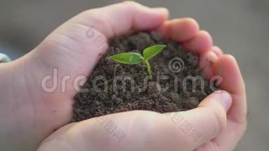 女孩手里拿着年轻的绿色植物。 生长，<strong>呵护</strong>，保护地球，生态的理念和标志..